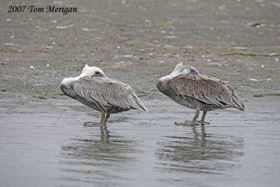 Brown Pelican pair sleeping