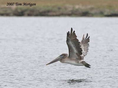 Brown Pelican in flight