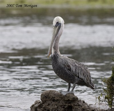 Brown Pelican