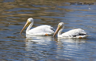 1.Two American White Pelicans doing group fishing