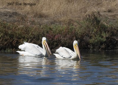 4.Two American White Pelicans Herding fish