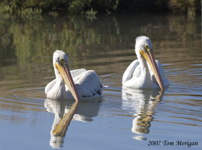 2.Two American White Pelicans swinging around herding fish
