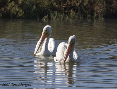 3.Two American White Pelicans checking how far they came