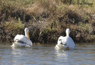 6.Two American White Pelicans heading for harvest