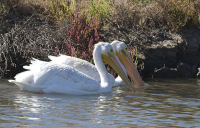 5.Two American White Pelicans tighten formation