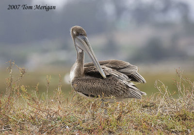 Brown Pelican adolescent on the ground