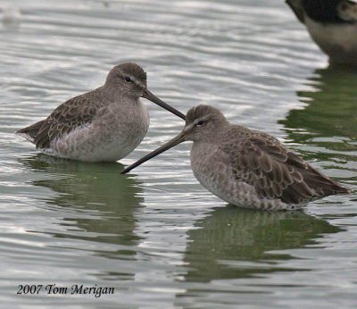 Long-billed Dowitchers