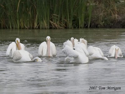 1.American White Pelicans cooperatively fishing