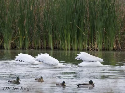 2.American White Pelicans cooperatively fishing