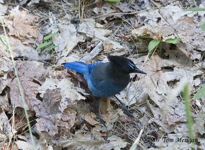 Stellar's Jay