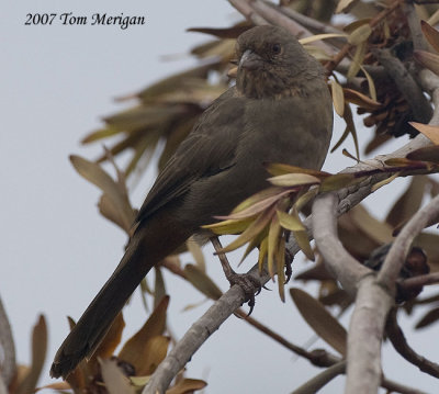 California Towhee