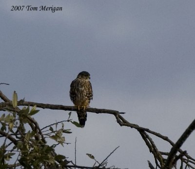 Merlin
