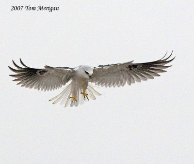 White-tailed Kite