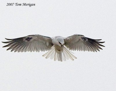 White-tailed Kite