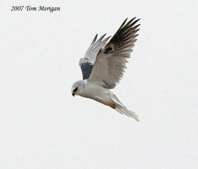 White-tailed  Kite