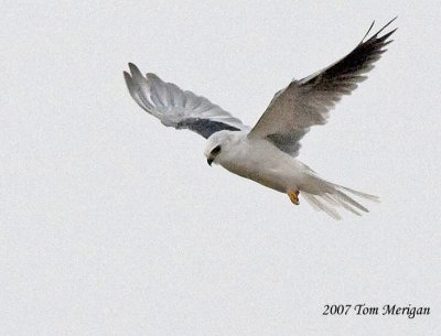 White-tailed Kite