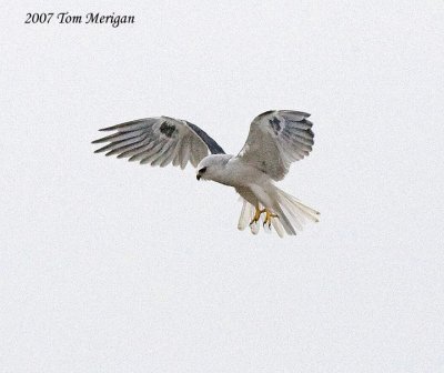 White-tailed Kite