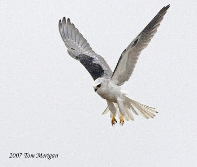 White-tailed Kite