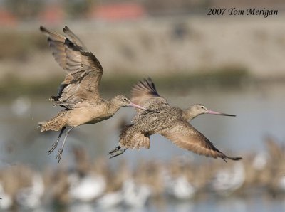 Marbled Godwit on the wing