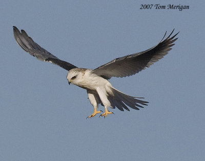 White-tailed Kite in flight