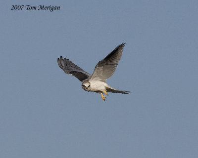 White-tailed Kite in Flight