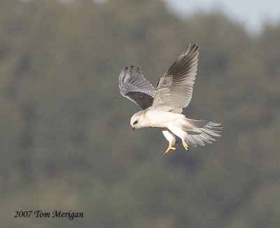 White-tailed Kite Hovering