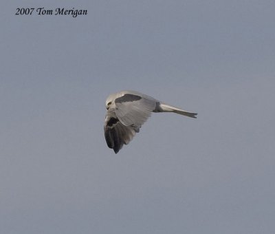 White-tailed Kite