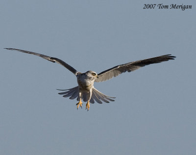 White-tailed Kite