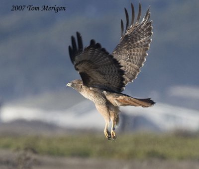 Red-tailed Hawk in flight going out to sea