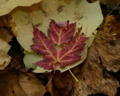 Shenandoah Oct 06