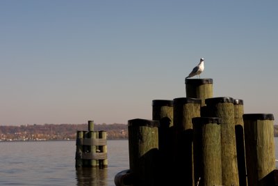 Potomac Nov 06
