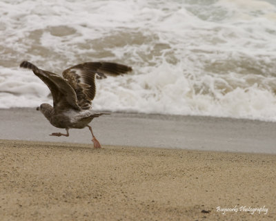 Bird on beach - Aliso Beach, Laguna Beach CA