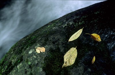 Leaves Perched On Rock