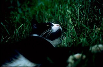 Cat in the Grass