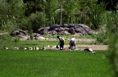 Oasis de Fint