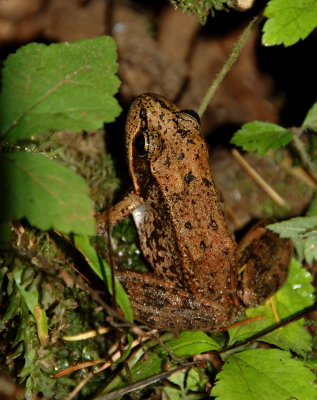 DSC_31961.jpg