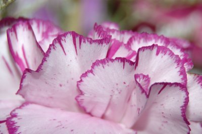 carnations