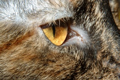 cat_parts