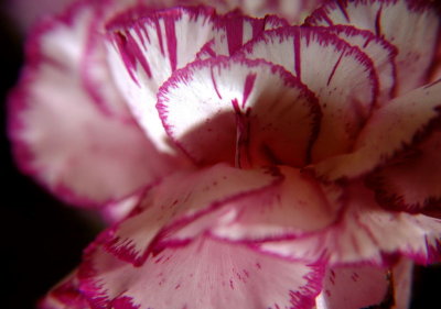 DSC_87631b.jpg