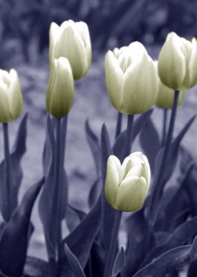 tulips