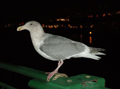 DSC_96931.jpg