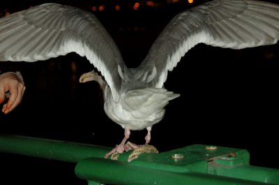 DSC_96971.jpg