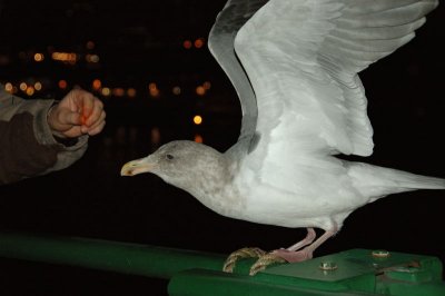 DSC_97001.jpg