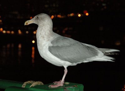 DSC_97051.jpg