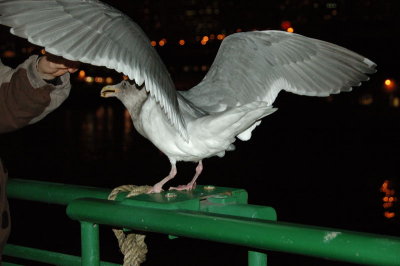 DSC_97111.jpg