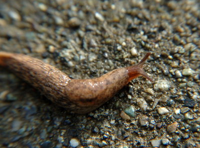 DSC_0464.jpg