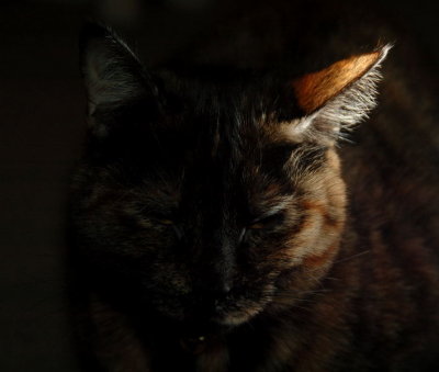 elsie