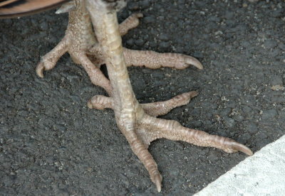 DSC_1925.jpg