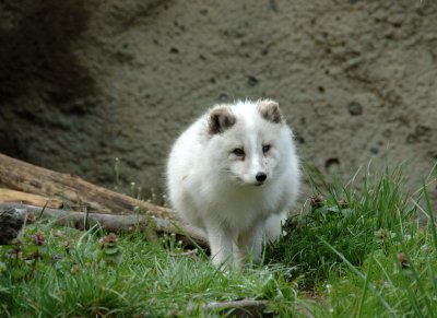 DSC_1949.jpg