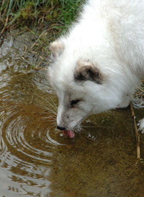 DSC_1961.jpg